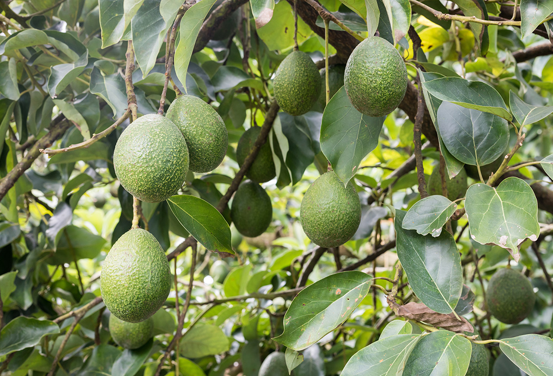 Aguacate fresco
