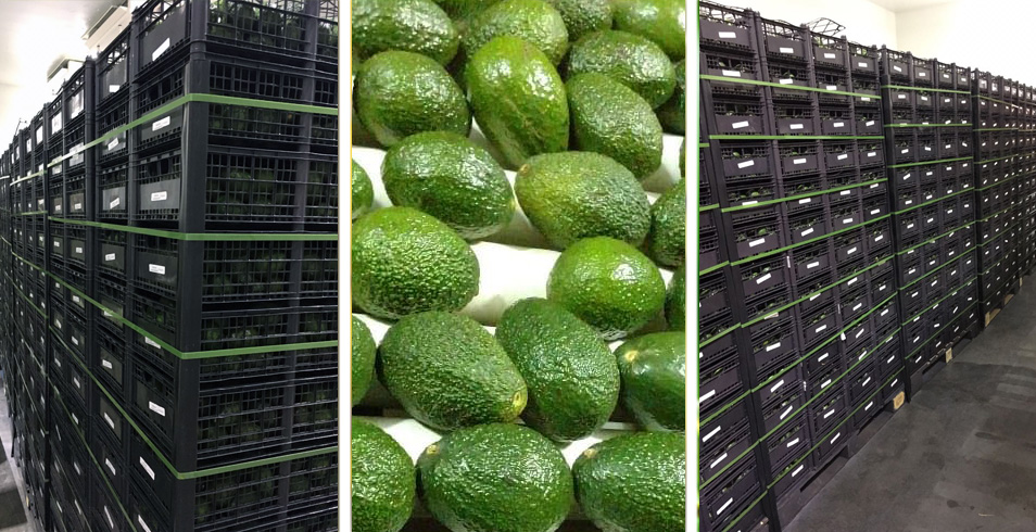 Aguacate fresco